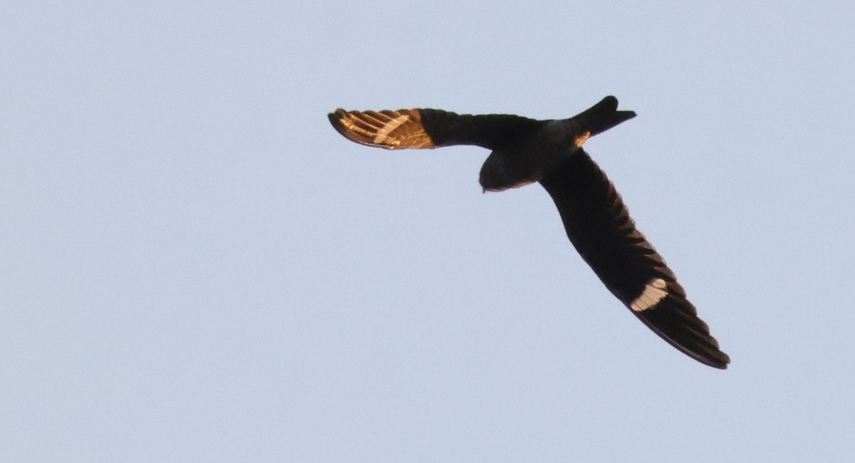 Common Nighthawk - ML642254286