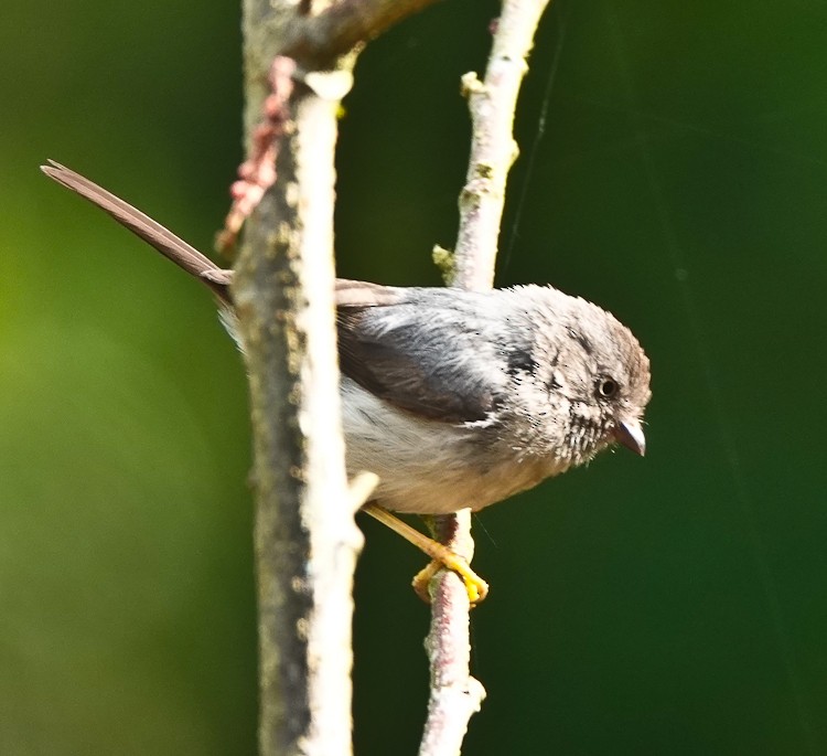 Pygmy Tit - ML642254287