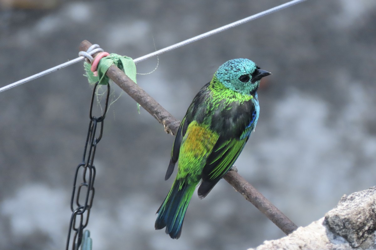 Green-headed Tanager - ML642254289