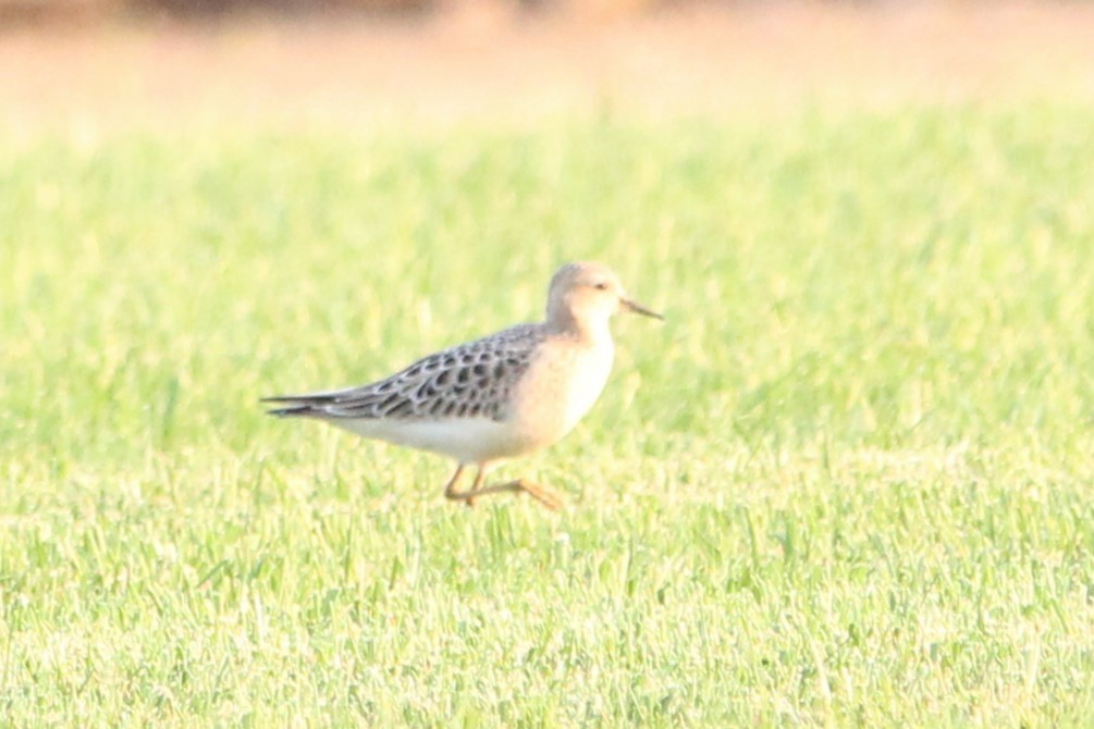 Buff-breasted Sandpiper - ML642254291