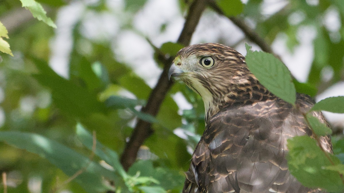 Cooper's Hawk - ML642254292
