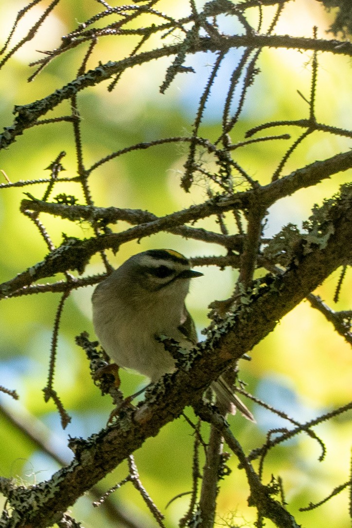 Golden-crowned Kinglet - ML642254293