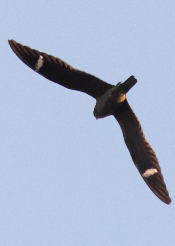 Common Nighthawk - ML642254294