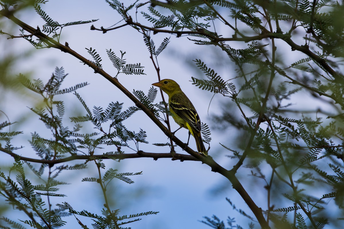 Western Tanager - ML642254297
