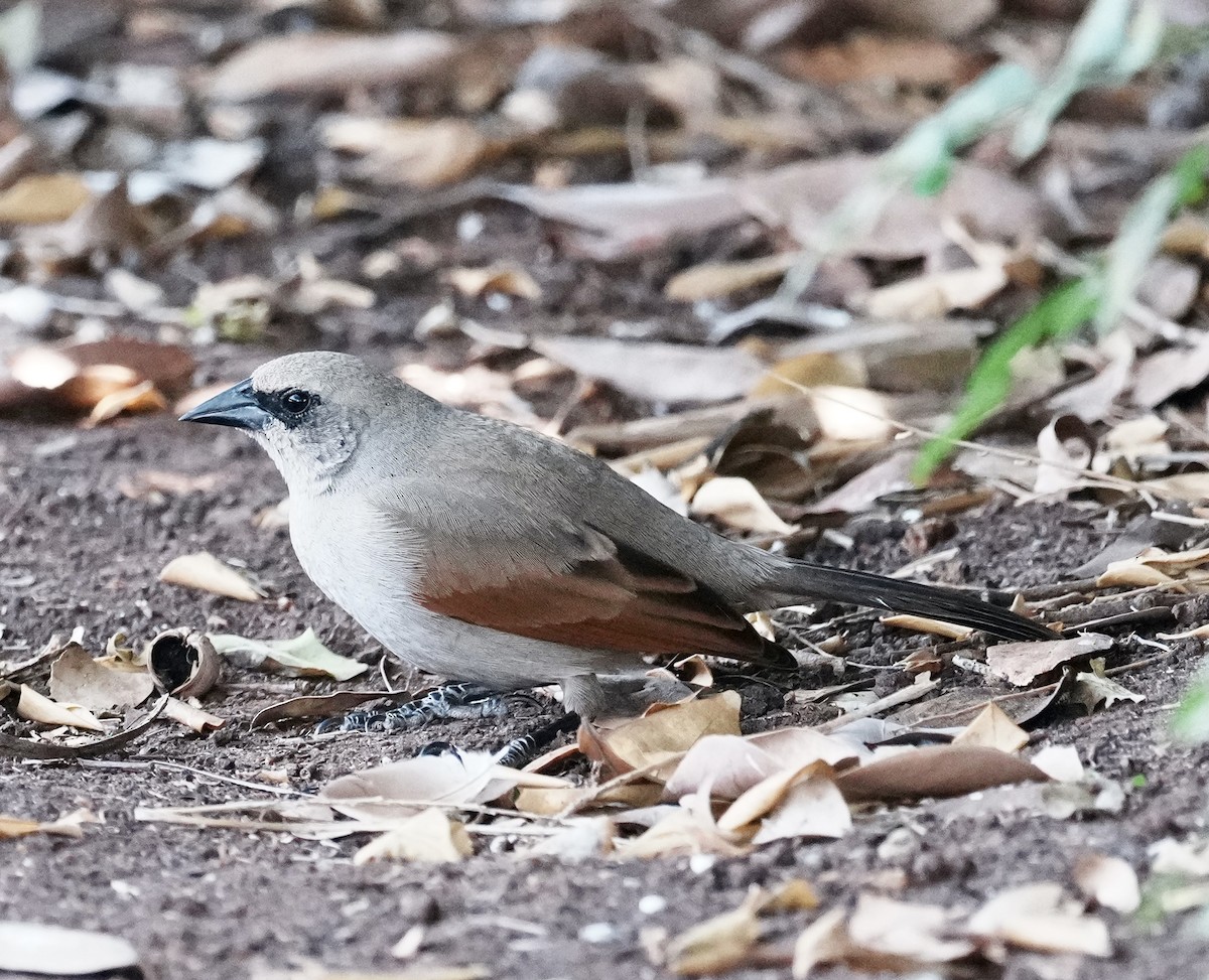 Grayish Baywing - ML642254298