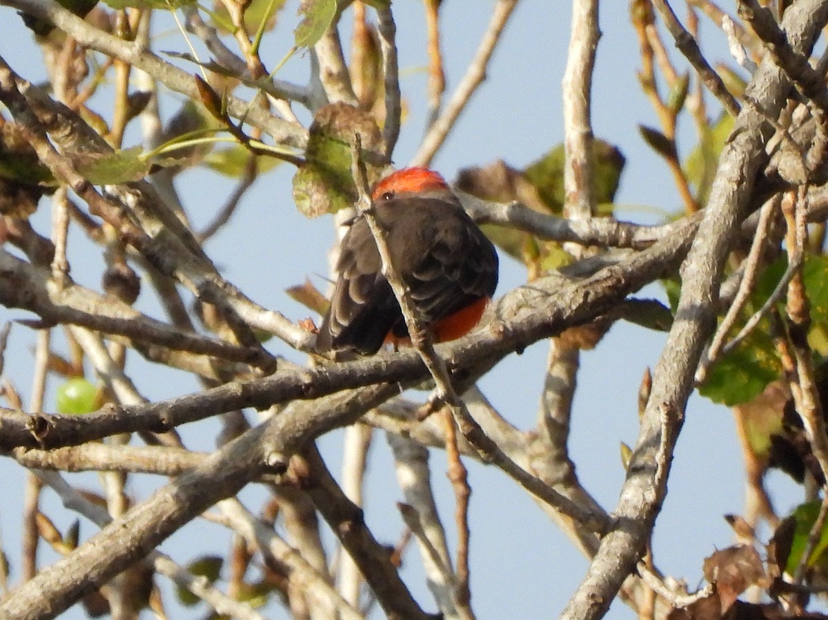 Vermilion Flycatcher - ML642254300