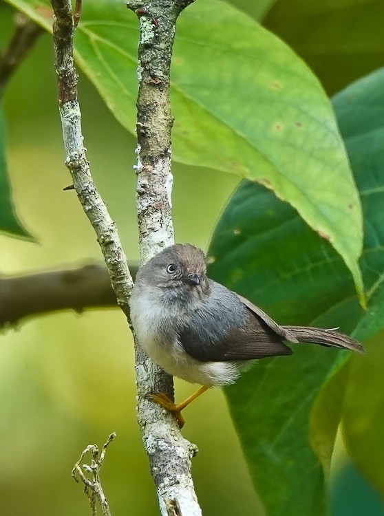 Pygmy Tit - ML642254301