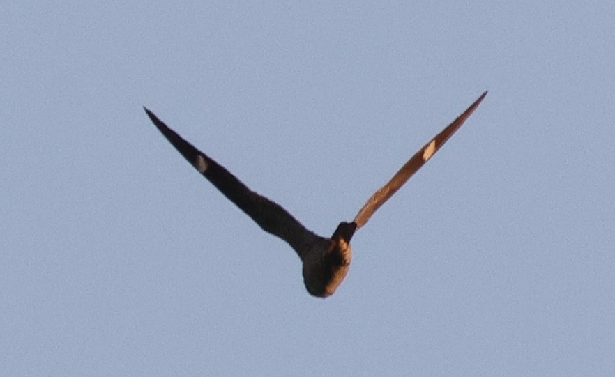 Common Nighthawk - ML642254302
