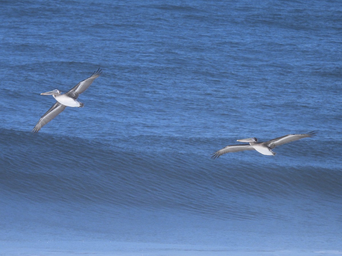 Brown Pelican - ML642254303