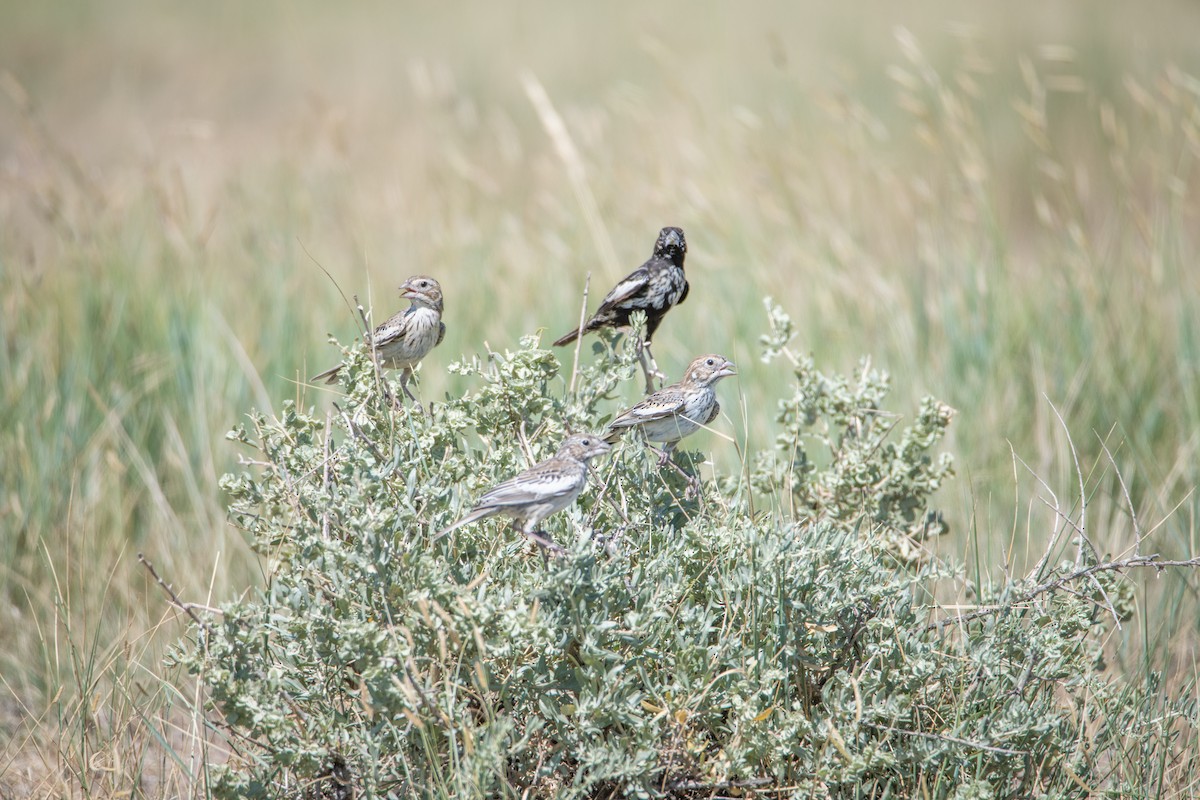 Lark Bunting - ML642254304