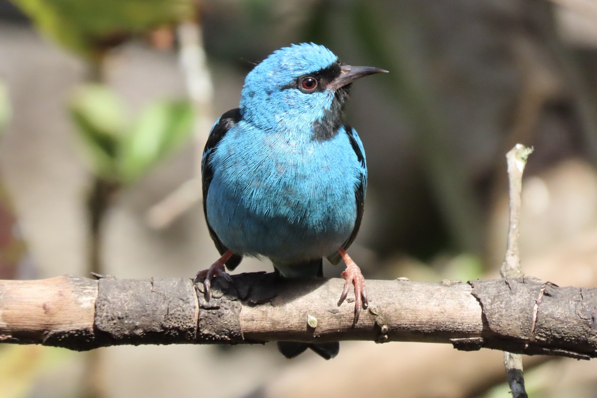 Blue Dacnis - ML642254305