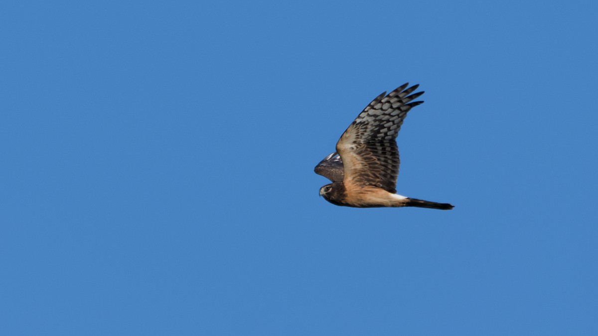 Northern Harrier - ML642254307