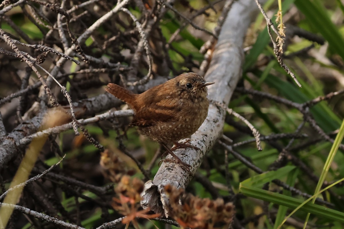 Winter Wren - ML642254313