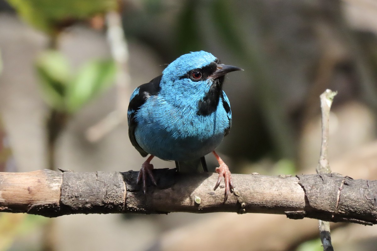 Blue Dacnis - ML642254314