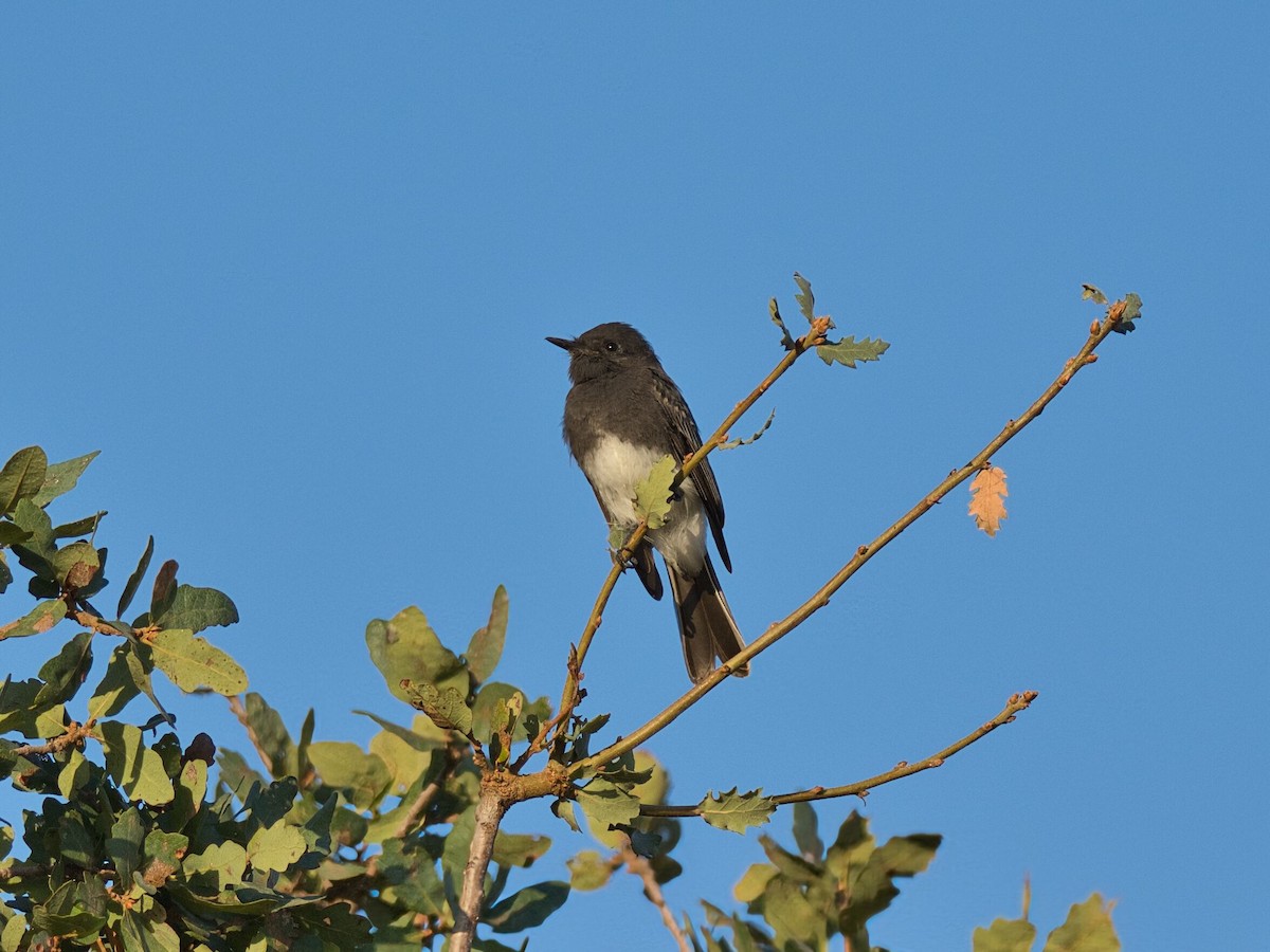 Black Phoebe - ML642254317