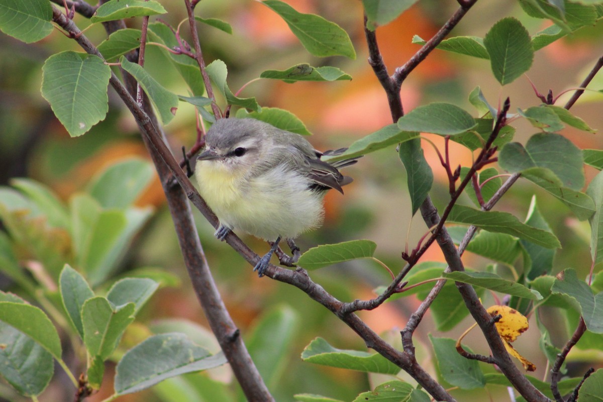 Philadelphia Vireo - ML642254319