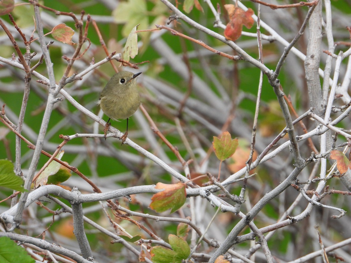 Ruby-crowned Kinglet - ML642254331