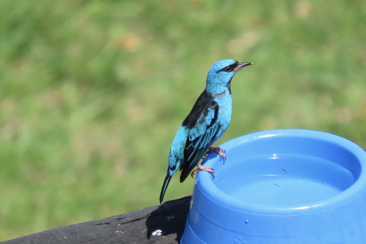 Blue Dacnis - ML642254332
