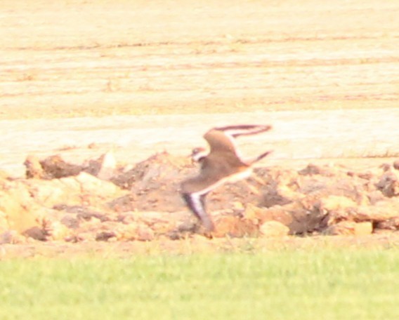 Semipalmated Plover - ML642254340