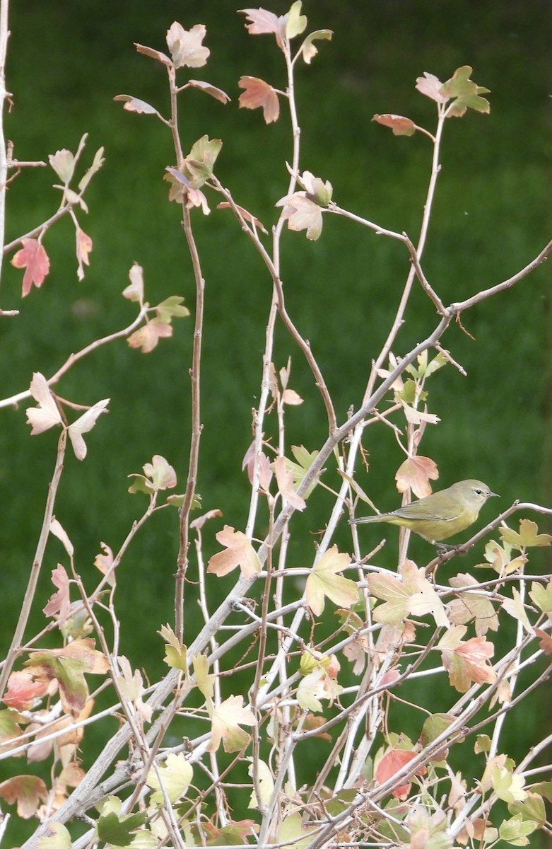 Orange-crowned Warbler - ML642254350