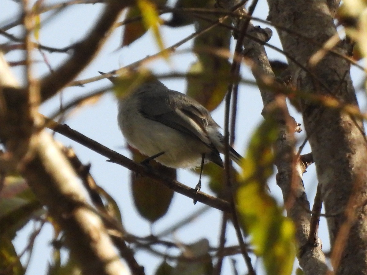 Blue-gray Gnatcatcher - ML642254355