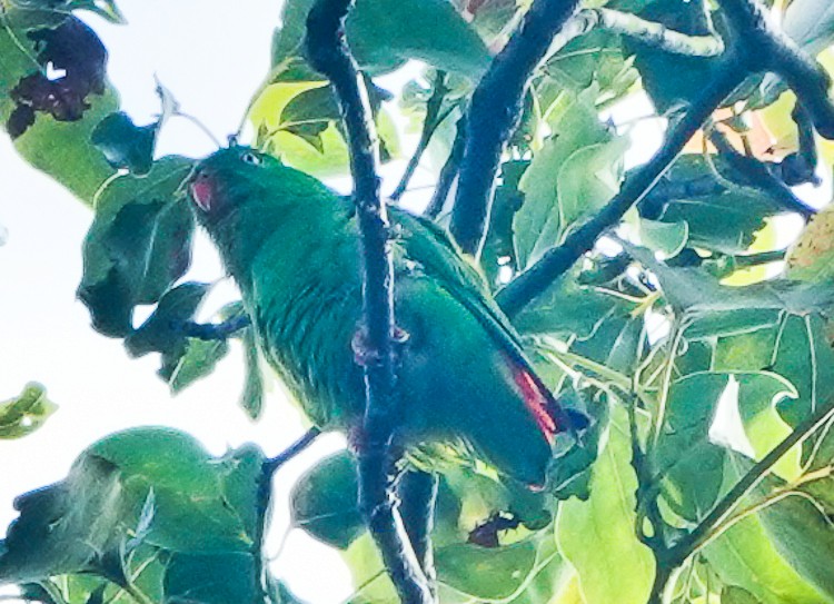 Yellow-throated Hanging-Parrot - ML642254357
