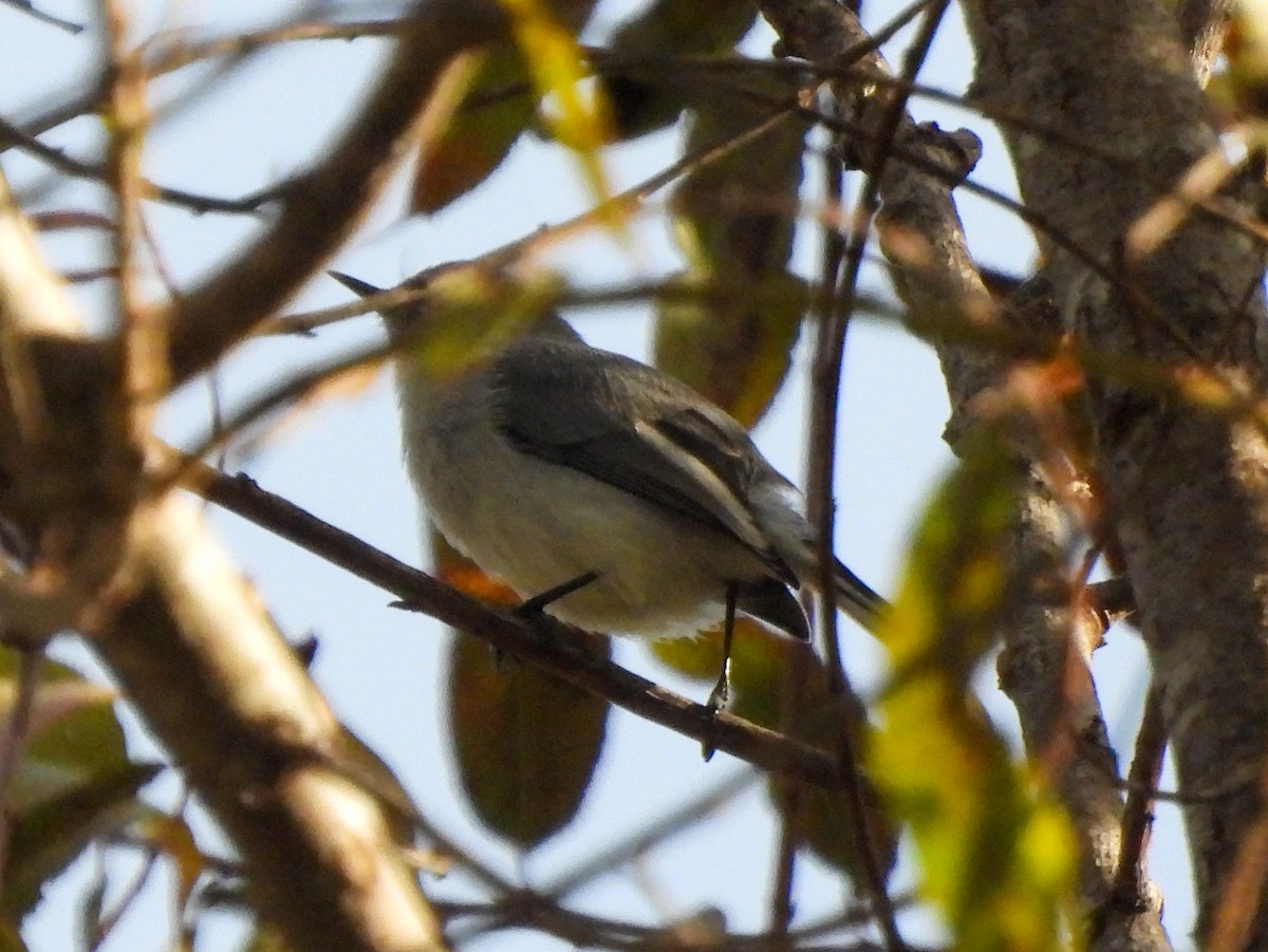 Blue-gray Gnatcatcher - ML642254359