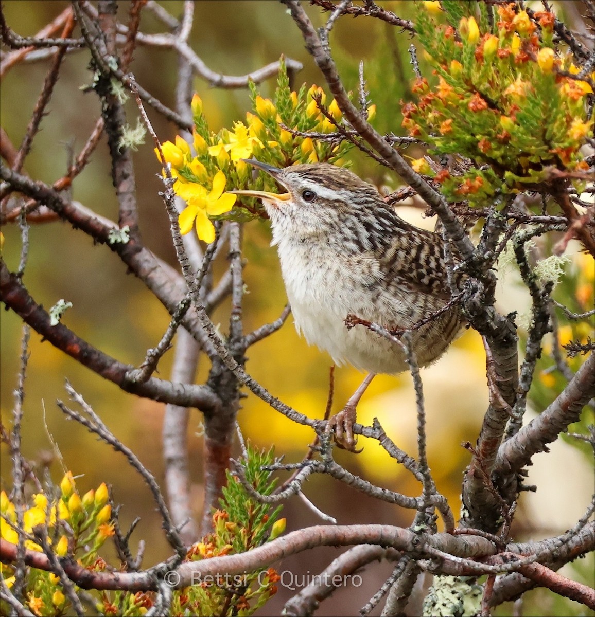 Merida Wren - ML642254374