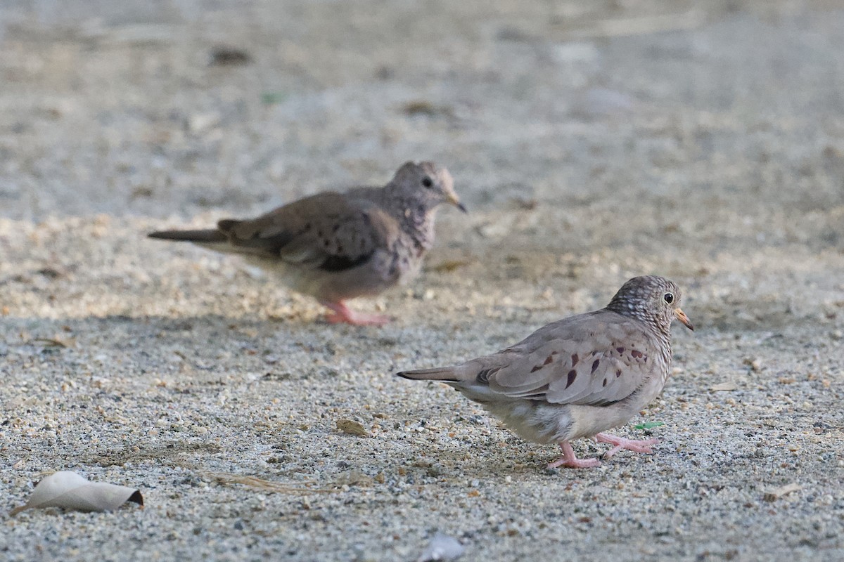 Common Ground Dove - ML642254375