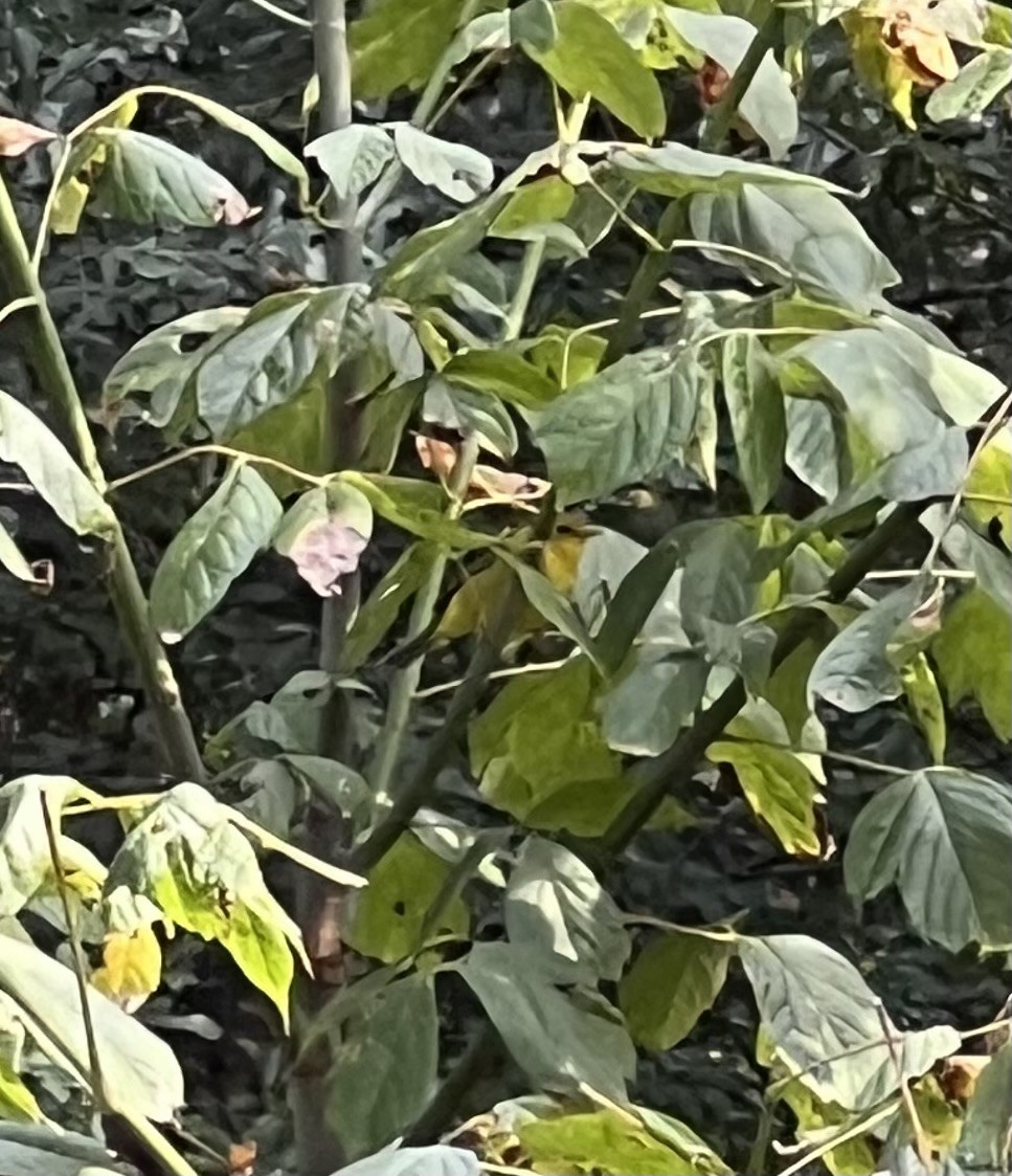 Wilson's Warbler - ML642254380