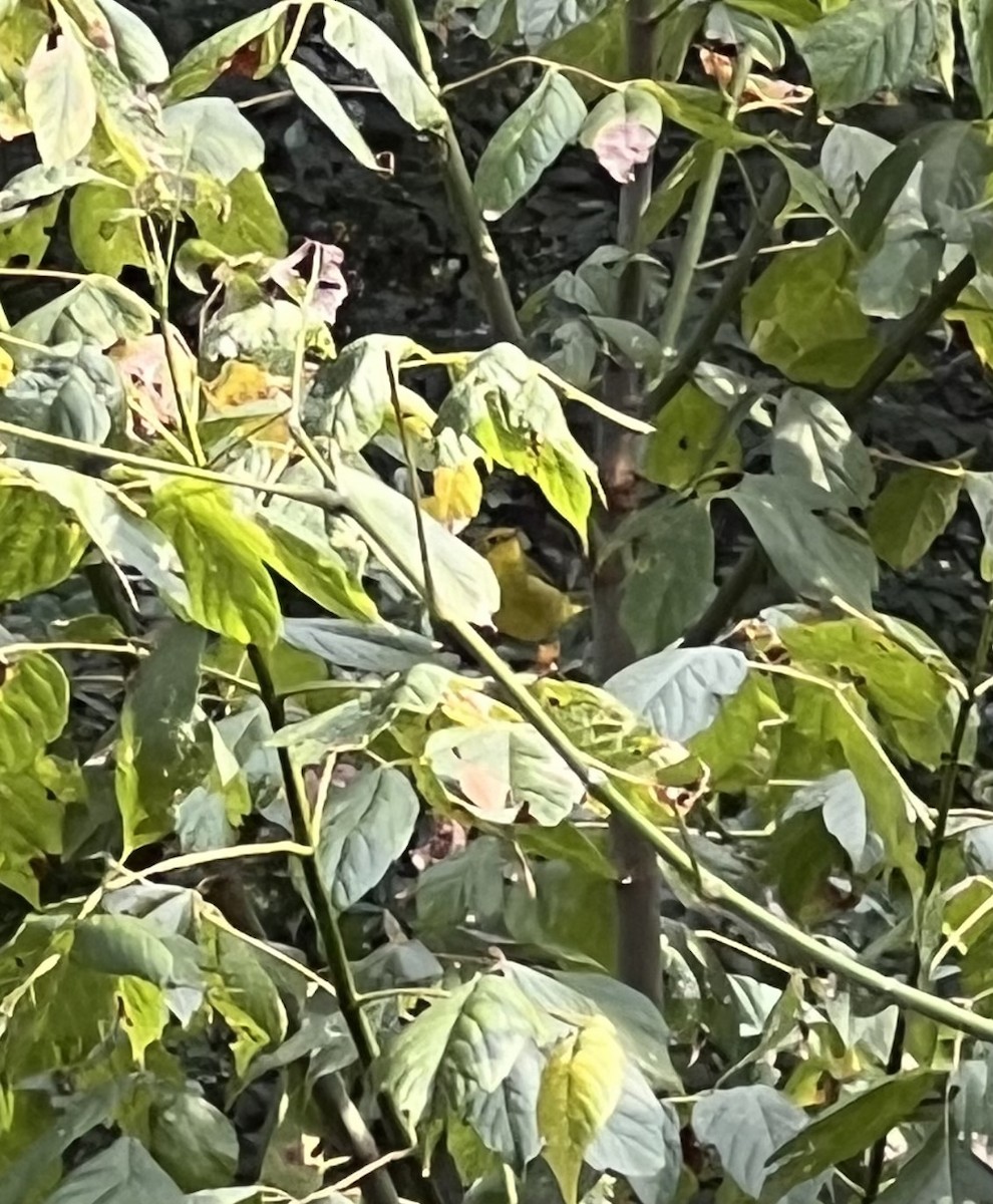 Wilson's Warbler - ML642254382