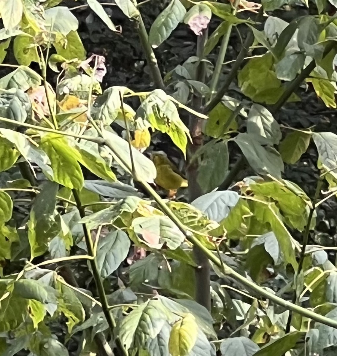 Wilson's Warbler - ML642254383
