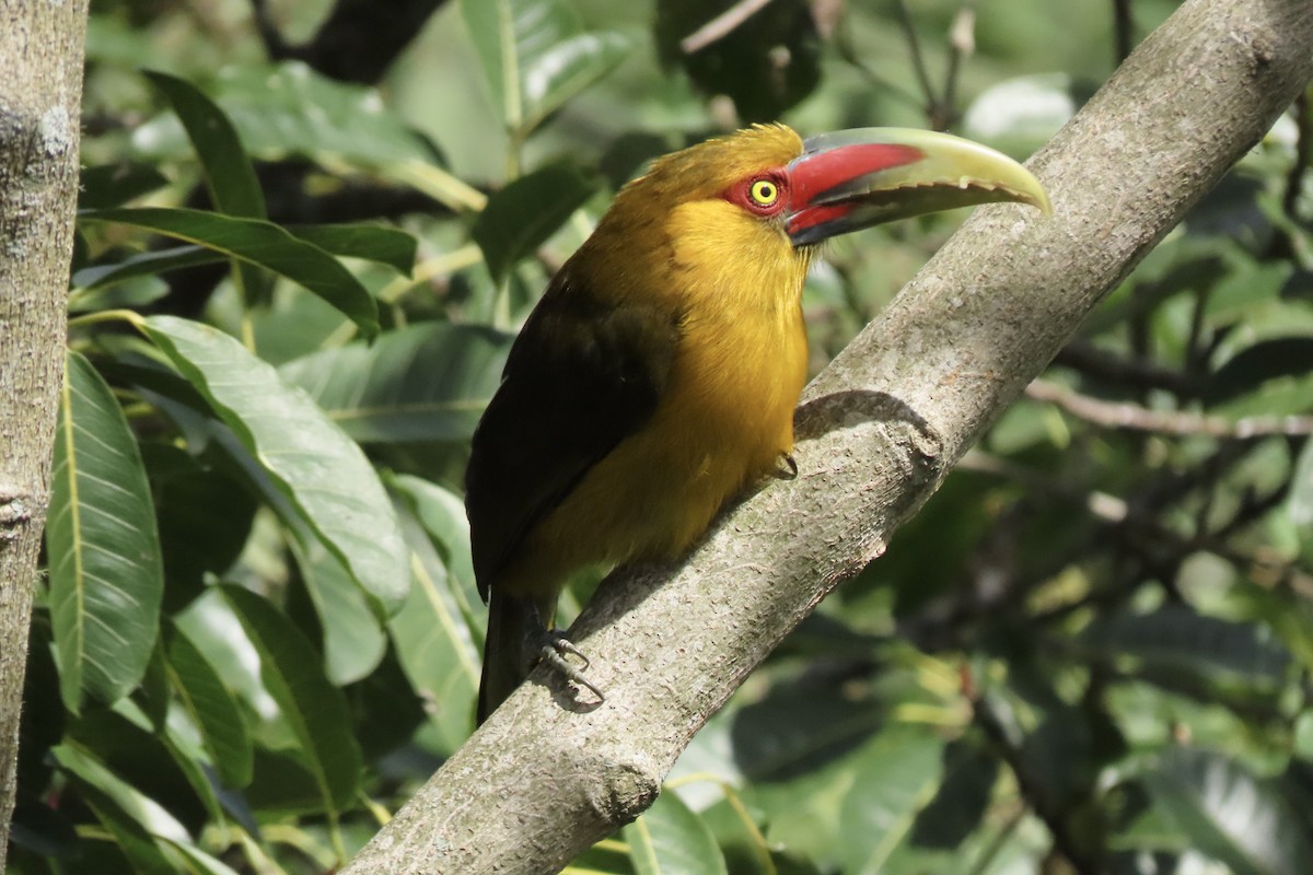 Arasarí Banana - ML642254423
