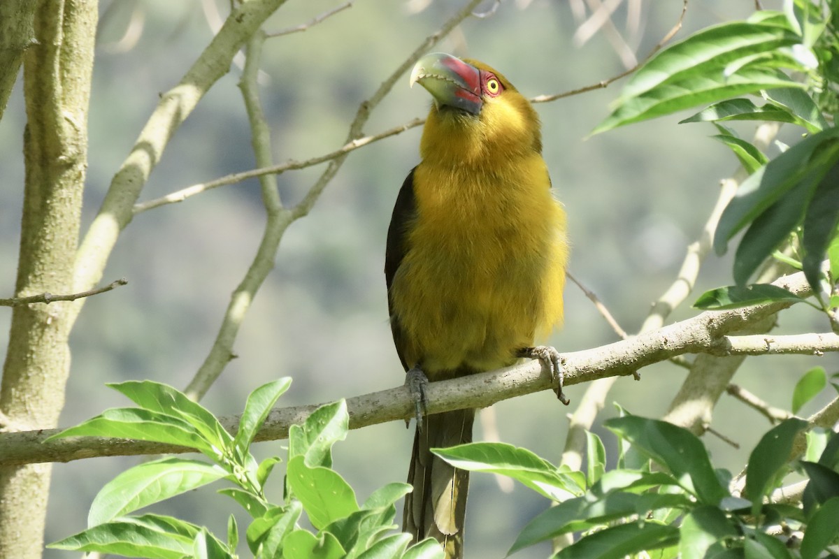 Arasarí Banana - ML642254444
