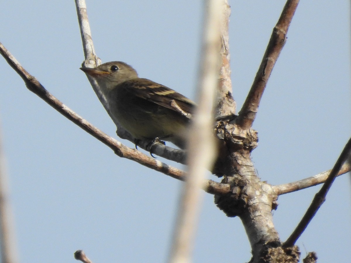 Willow Flycatcher - ML642254445