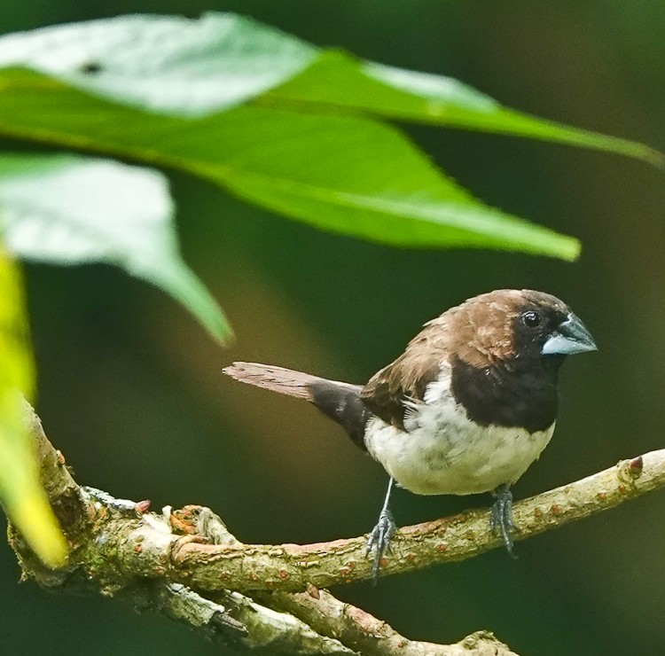 Javan Munia - ML642254449