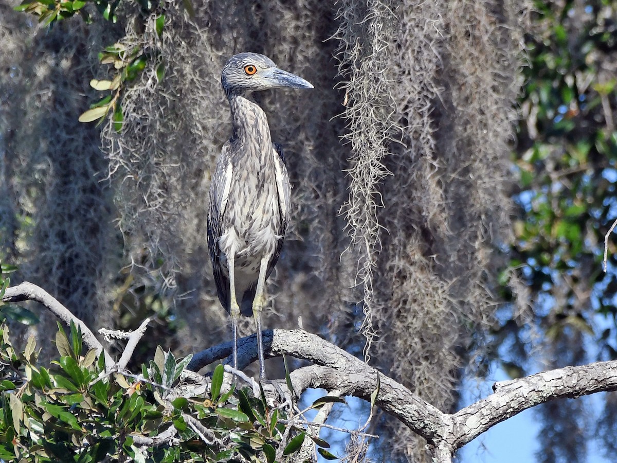 Yellow-crowned Night Heron - ML642254450