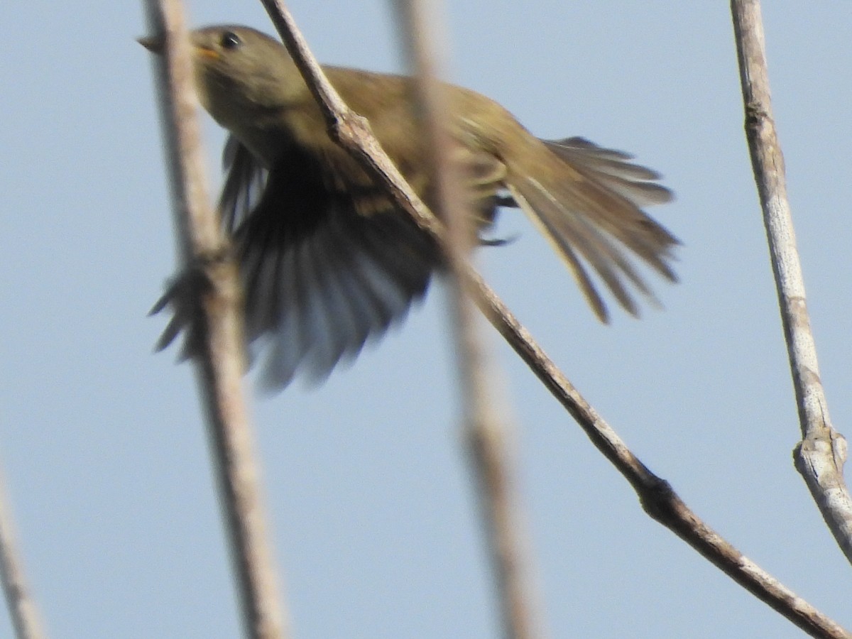 Willow Flycatcher - ML642254451