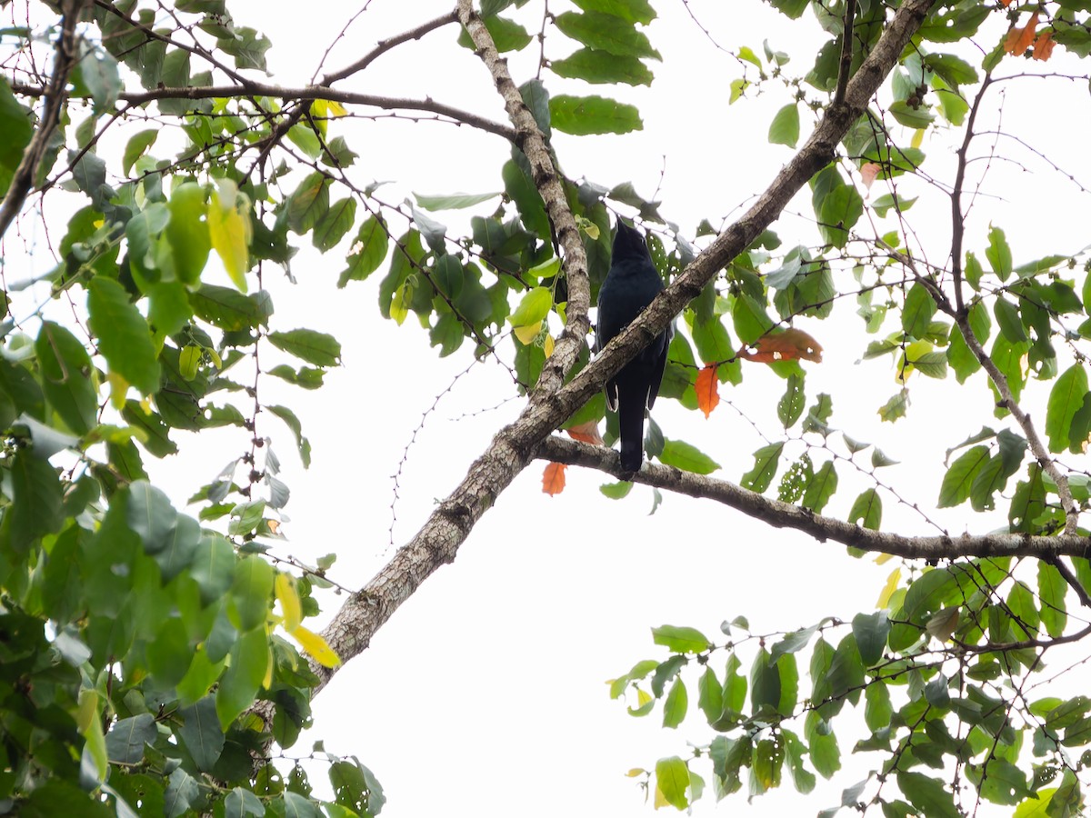 Sulawesi Cicadabird - ML642254455