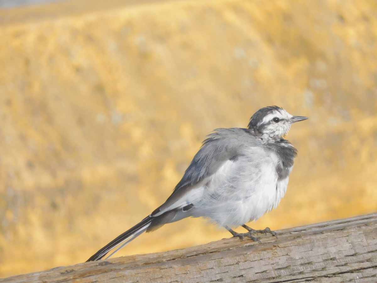 White Wagtail - ML642254457