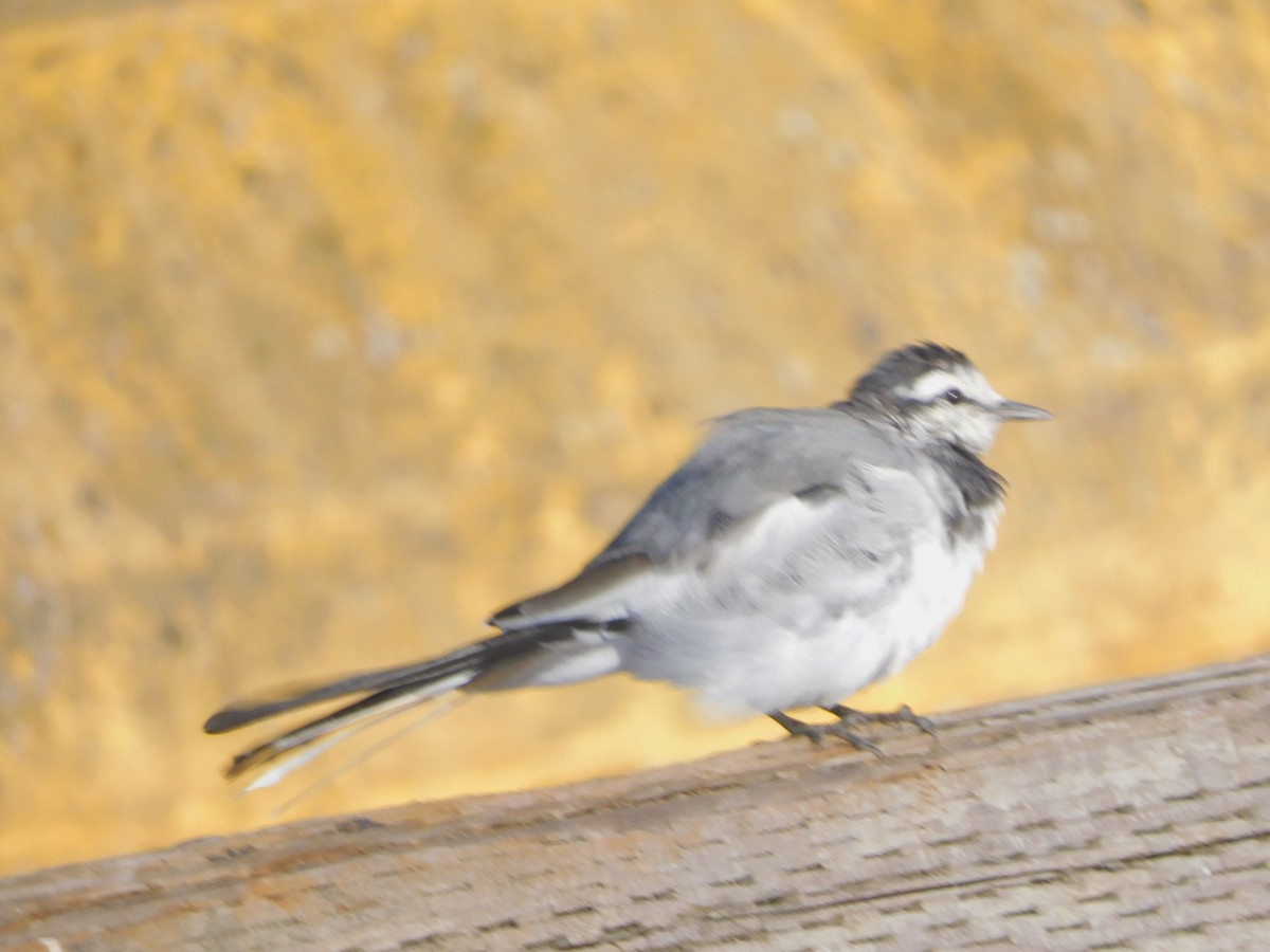 White Wagtail - ML642254458