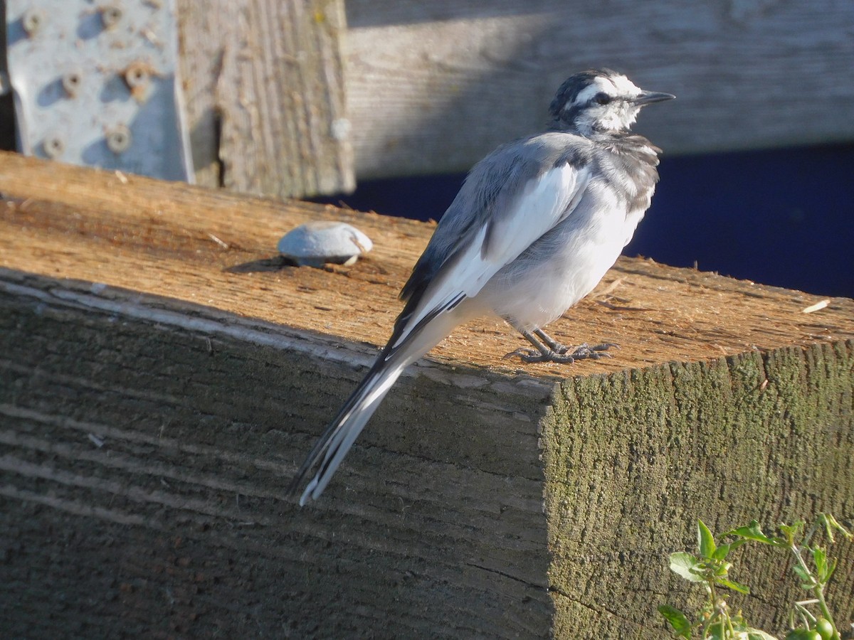 White Wagtail - ML642254459