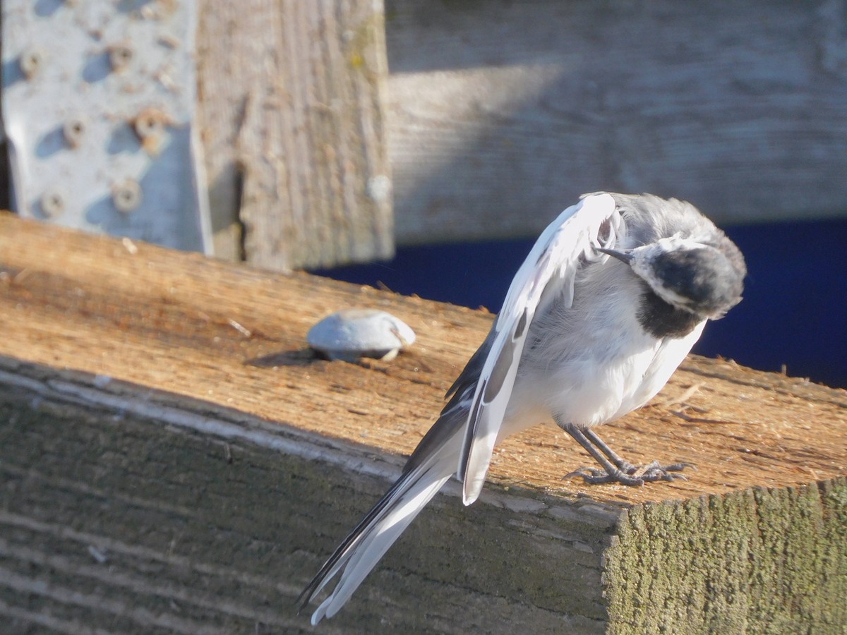 White Wagtail - ML642254460