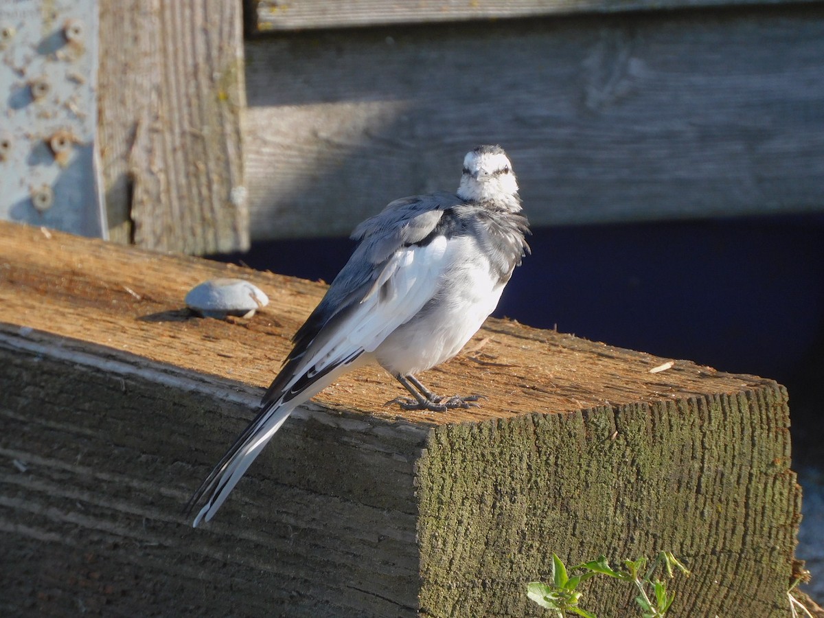 White Wagtail - ML642254461