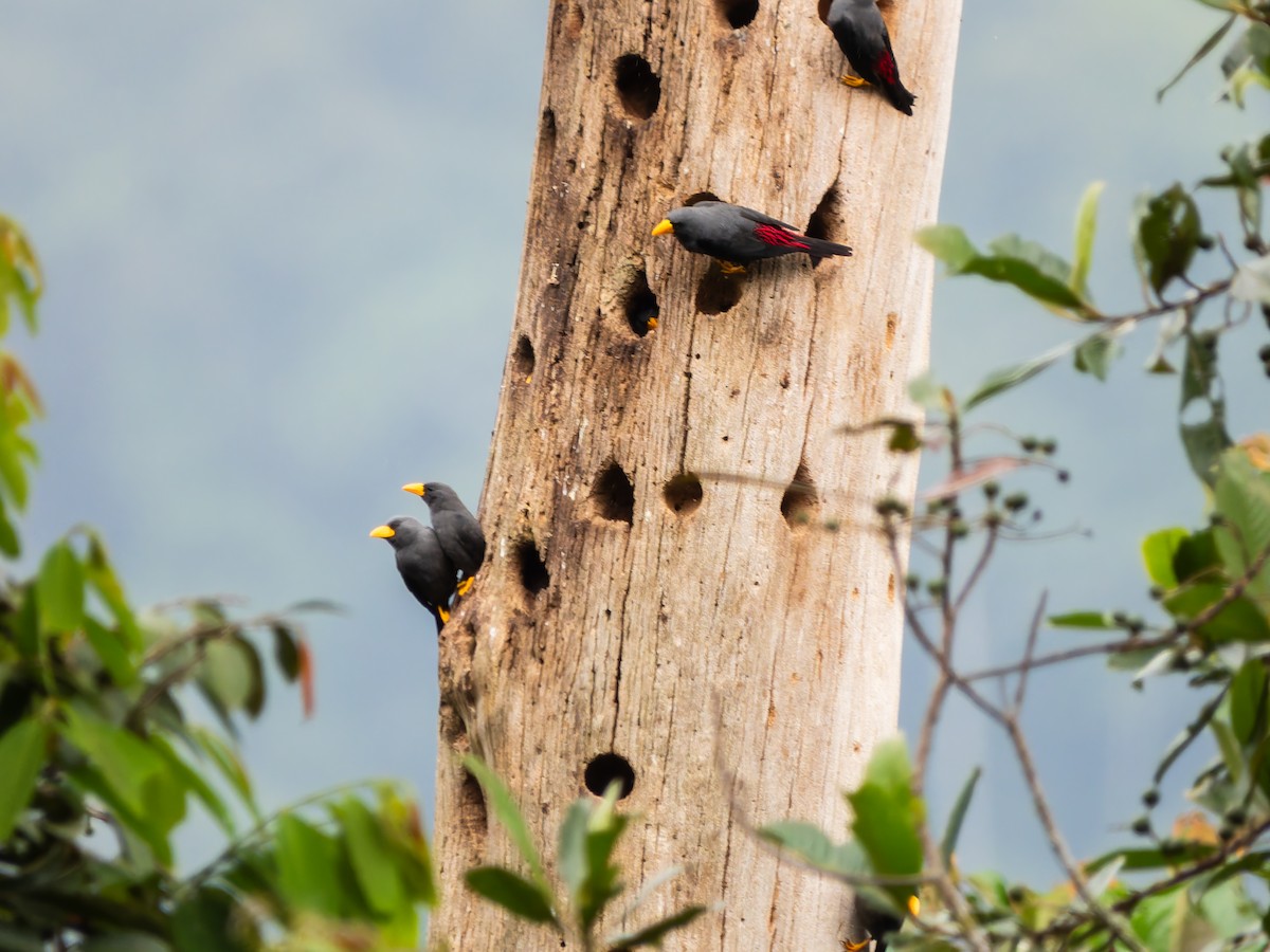 Finch-billed Myna - ML642254464