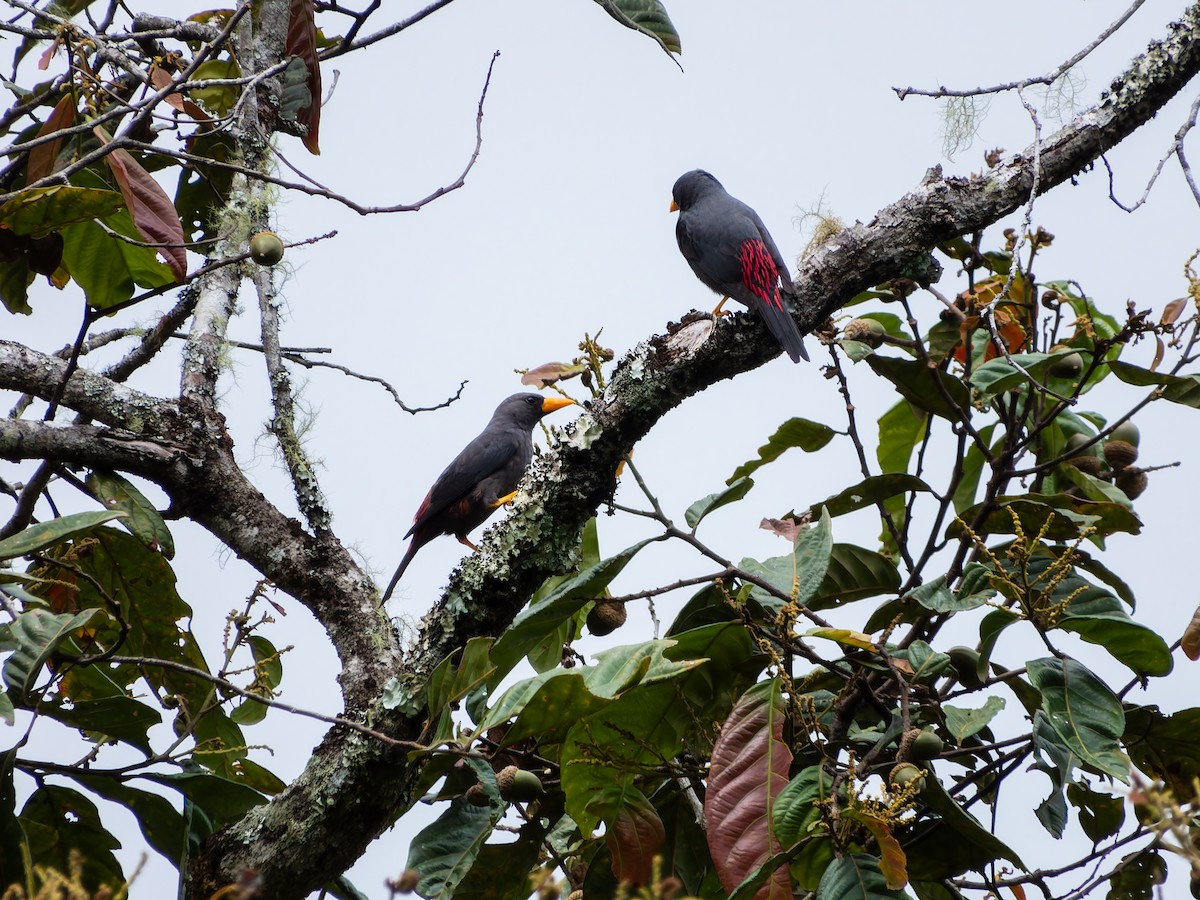 Finch-billed Myna - ML642254465