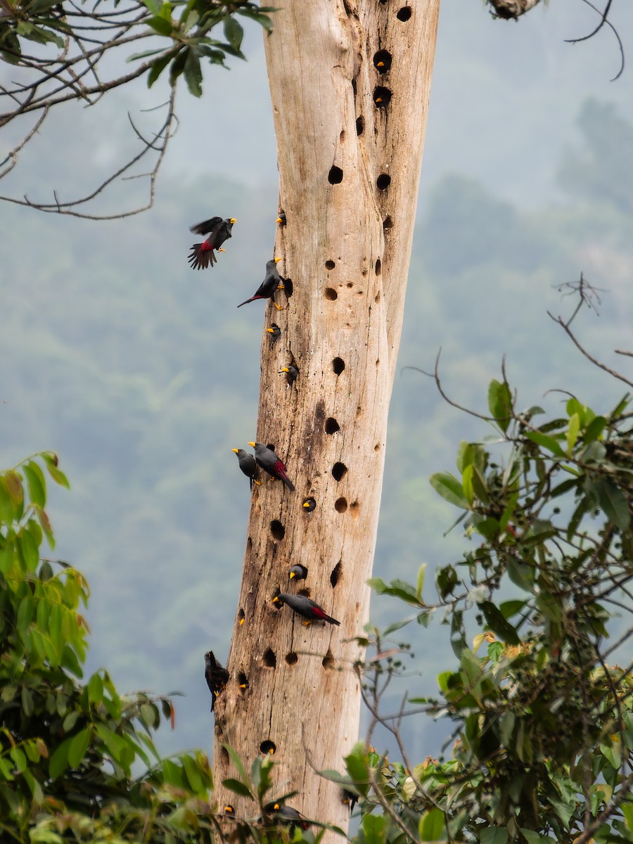 Finch-billed Myna - ML642254466