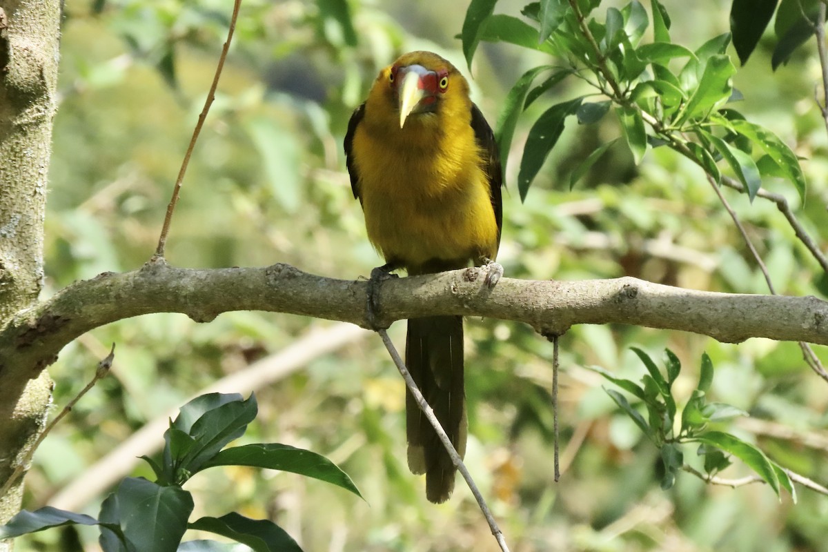 Arasarí Banana - ML642254467