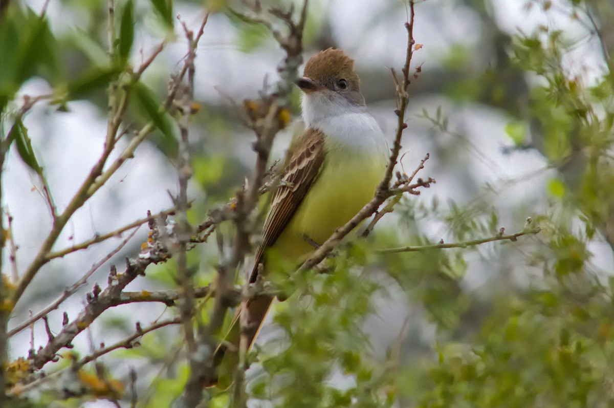 Brown-crested Flycatcher - ML642254473