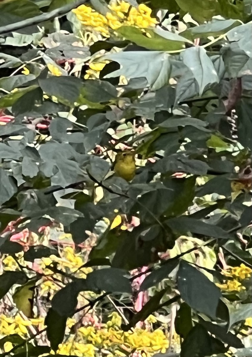 Wilson's Warbler - ML642254486